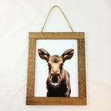 Baby Animal Portraits