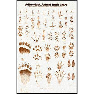Adirondack Animal Track Chart (25