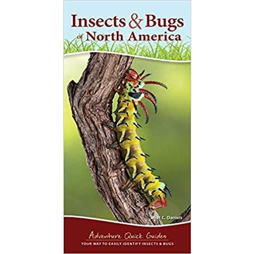 Insects & Bugs of North America